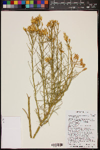 Ericameria nauseosa var. arenaria image