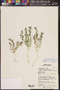 Acmispon brachycarpus image