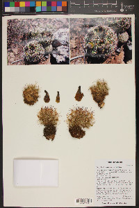 Coryphantha vivipara image