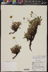 Eriogonum arcuatum var. arcuatum image