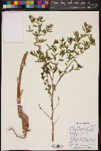 Mentzelia cronquistii image