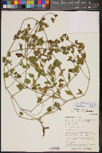 Mirabilis laevis var. villosa image