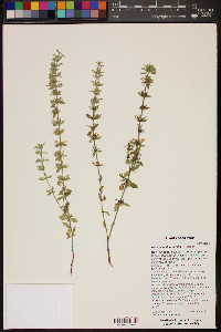 Hedeoma oblongifolia image