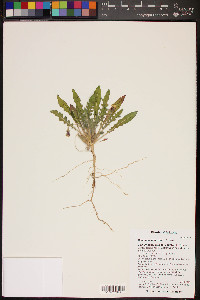 Oenothera primiveris image