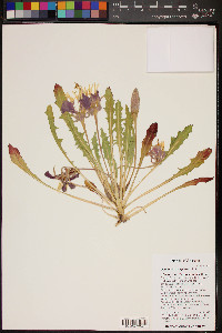 Oenothera cespitosa image