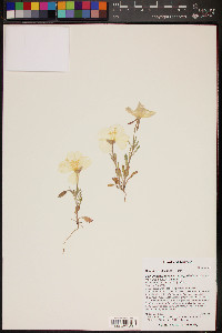 Oenothera albicaulis image