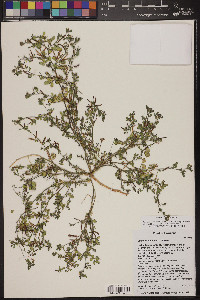 Acmispon maritimus var. brevivexillus image