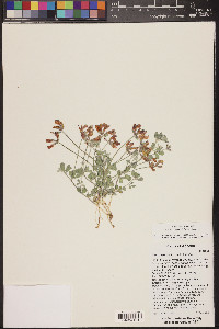 Acmispon mearnsii image