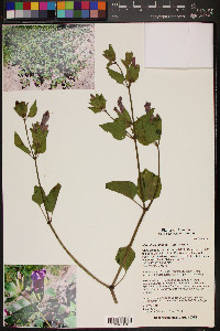 Mirabilis multiflora image