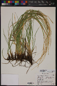 Carex agrostoides image