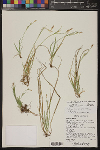 Carex arizonica image