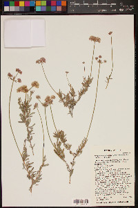 Eriogonum fasciculatum var. polifolium image