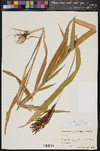 Sorghum bicolor image