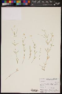 Image of Stellaria fennica