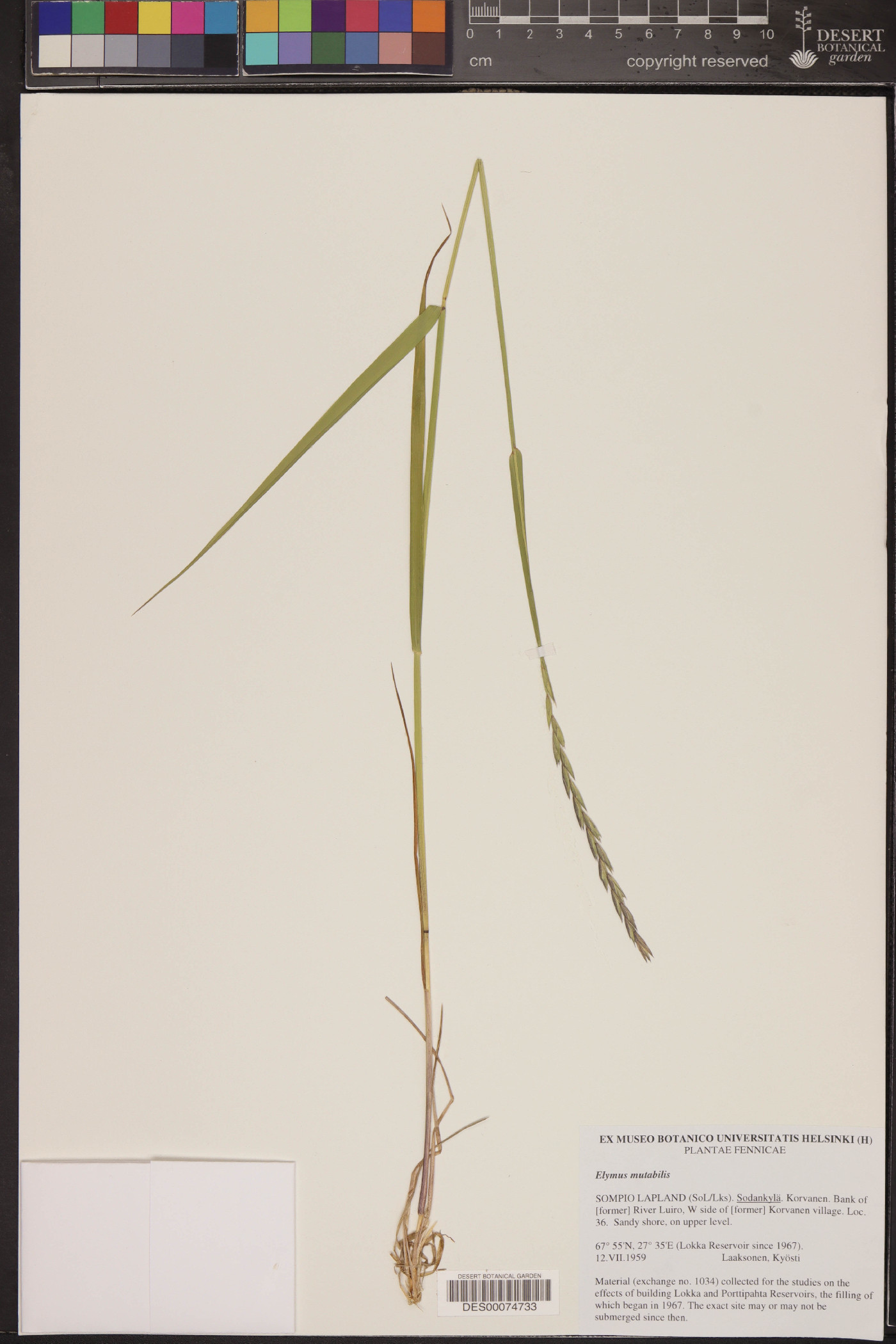 Elymus mutabilis image