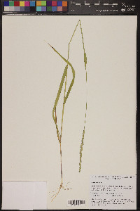 Elymus mutabilis image