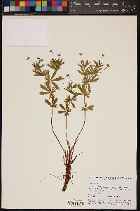 Potentilla erecta image