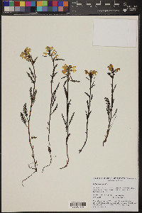 Pedicularis lapponica image