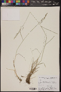 Poa glauca image