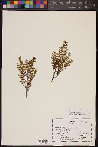 Larrea tridentata var. tridentata image