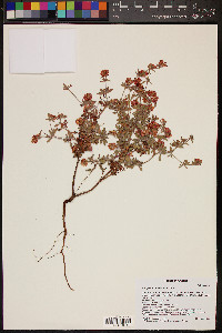 Eriogonum abertianum image