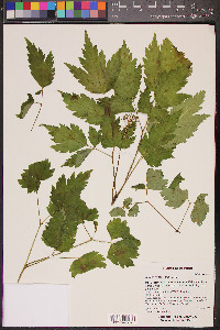 Actaea rubra image