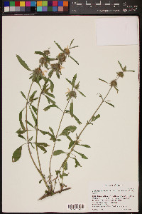 Monarda citriodora subsp. austromontana image