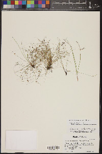 Cyperus subsquarrosus image