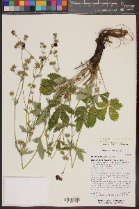 Potentilla thurberi image