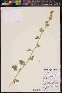 Sphaeralcea ambigua image