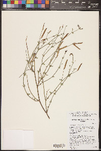 Acmispon rigidus image