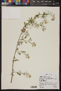 Thelypodium wrightii image