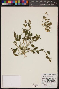 Stachys crenata image