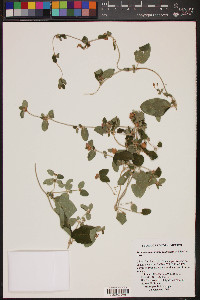 Gaudichaudia mucronata image