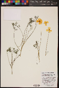 Eschscholzia californica subsp. mexicana image