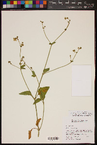 Mirabilis laevis var. villosa image