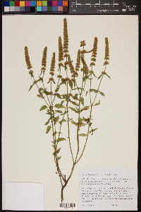 Agastache micrantha image