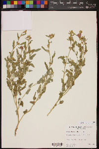 Sphaeralcea hastulata image