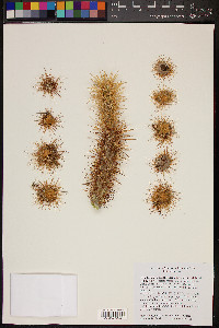 Cylindropuntia acanthocarpa image