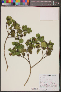 Meriania involucrata image