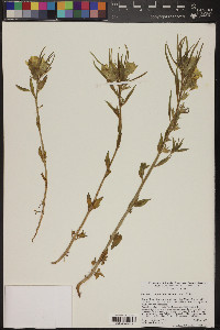 Mohavea confertiflora image