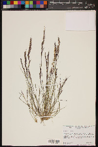 Aristida adscensionis image