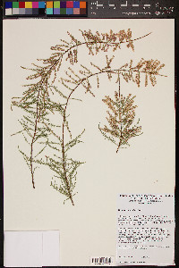 Tamarix chinensis image