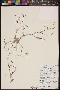 Nemacaulis denudata image
