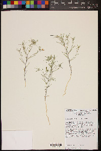 Eriastrum harwoodii image