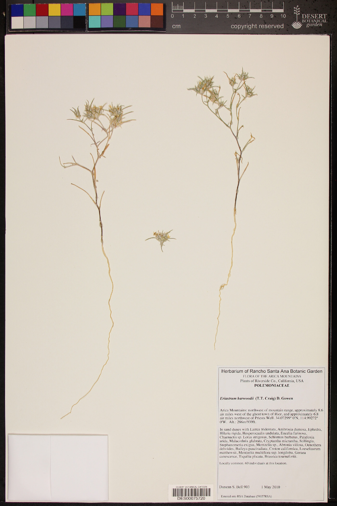 Eriastrum harwoodii image