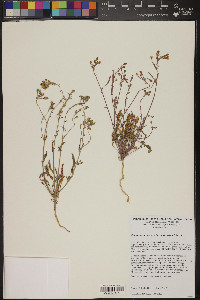 Chylismia claviformis image