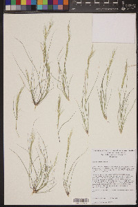 Aristida adscensionis image