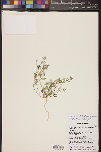 Acmispon strigosus image