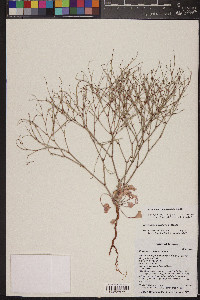 Eriogonum palmerianum image